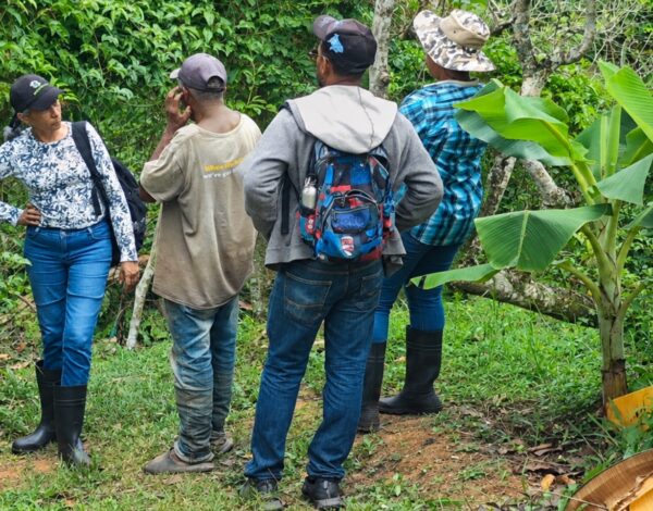 Equipo de inspección revisando una parcela de cacao durante la preparación de la auditoría orgánica