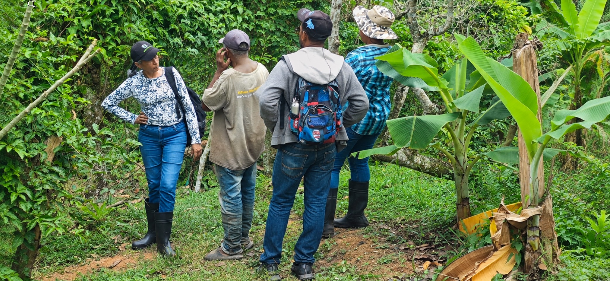 auditoría orgánica Equipo de inspección revisando una parcela de cacao durante la preparación de la auditoría orgánica